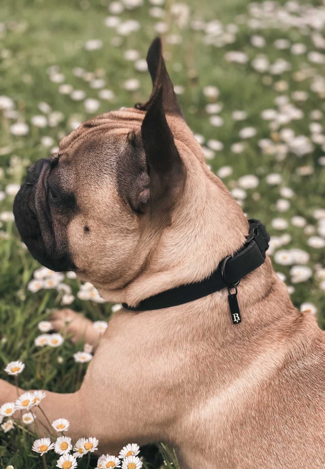 Collar in Sable Black, Black hardware