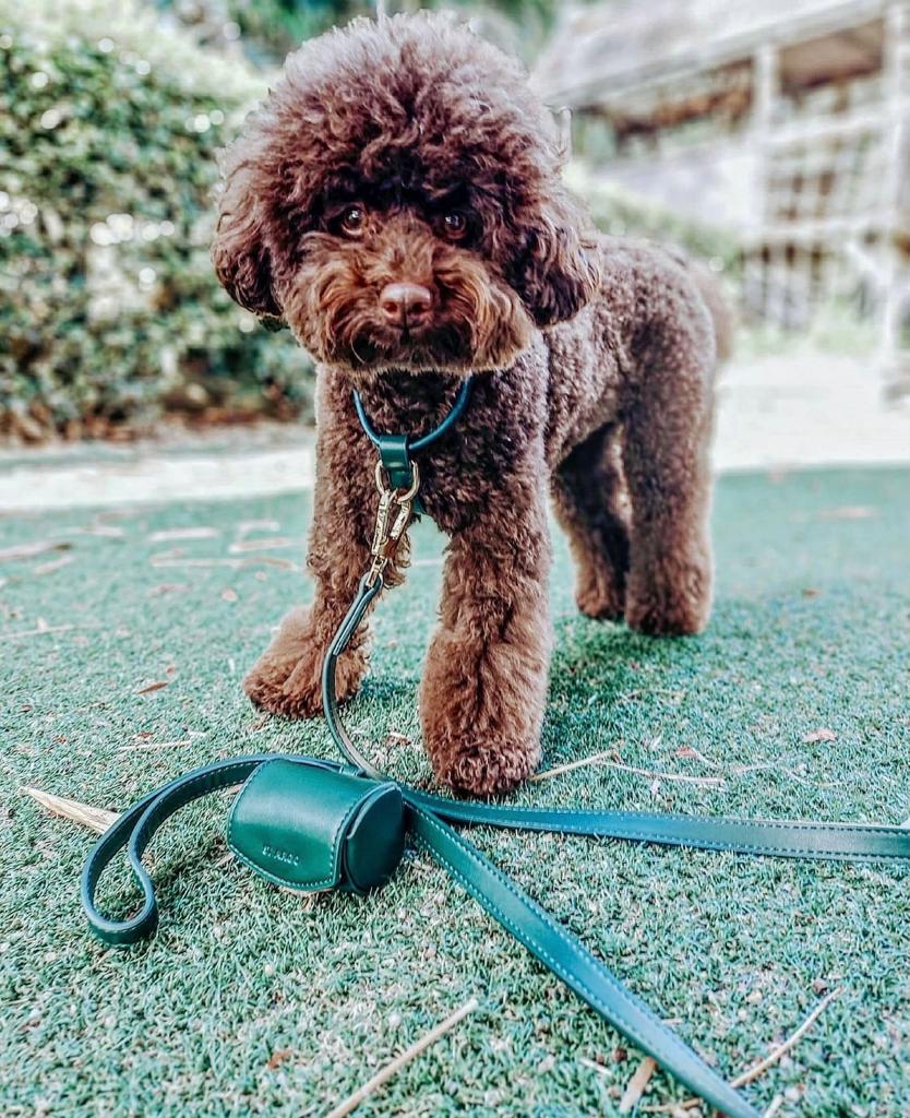 St Argo Bottle Green Harness