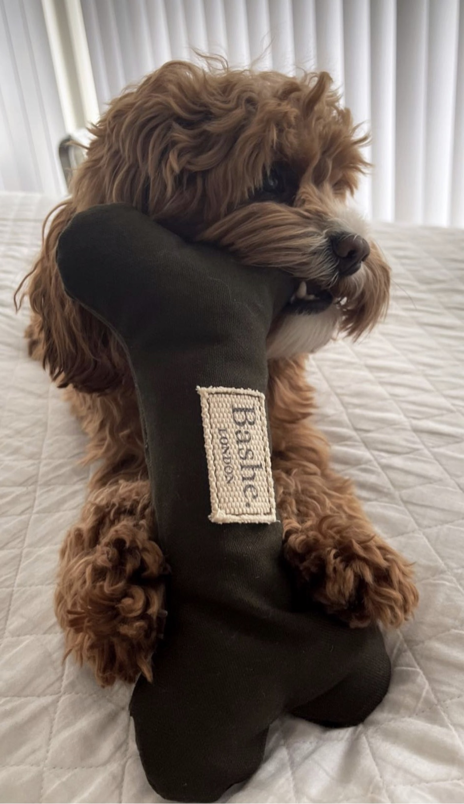 Bone in Olive